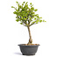 Euonymus alatus, 31 cm, ± 12 years old