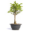 Euonymus alatus, 31 cm, ± 12 years old