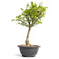 Euonymus alatus, 31 cm, ± 12 years old