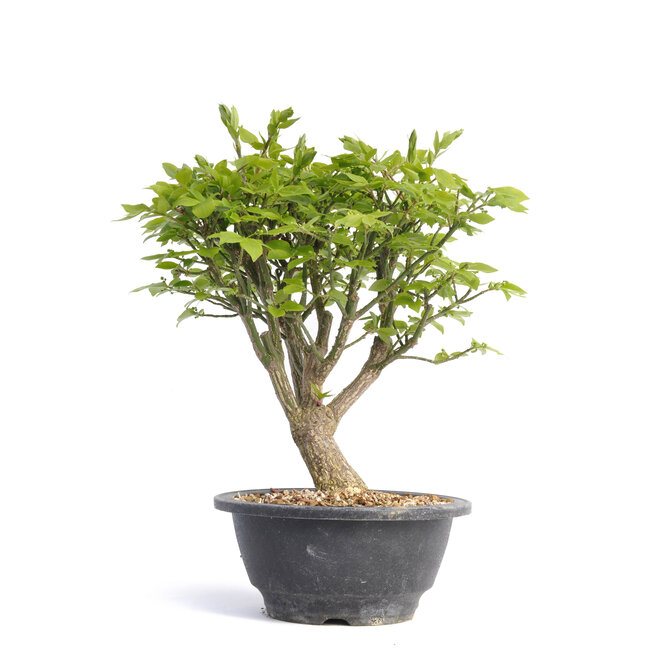 Euonymus alatus, 24 cm, ± 12 years old