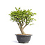 Euonymus alatus, 24 cm, ± 12 years old