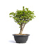 Euonymus alatus, 24 cm, ± 12 years old