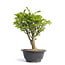 Euonymus alatus, 24 cm, ± 12 years old