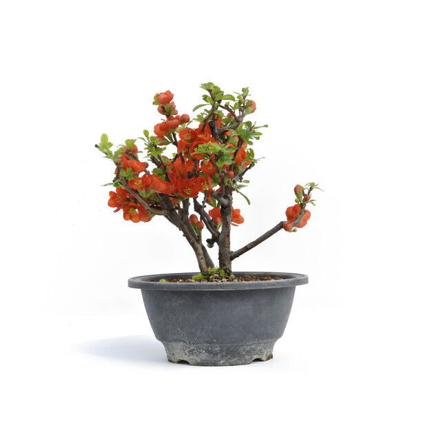 Chaenomeles speciosa, 18 cm, ± 15 jaar oud, met grote rode bloemen en gele vruchten
