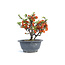 Chaenomeles speciosa, 18 cm, ± 15 jaar oud, met grote rode bloemen en gele vruchten