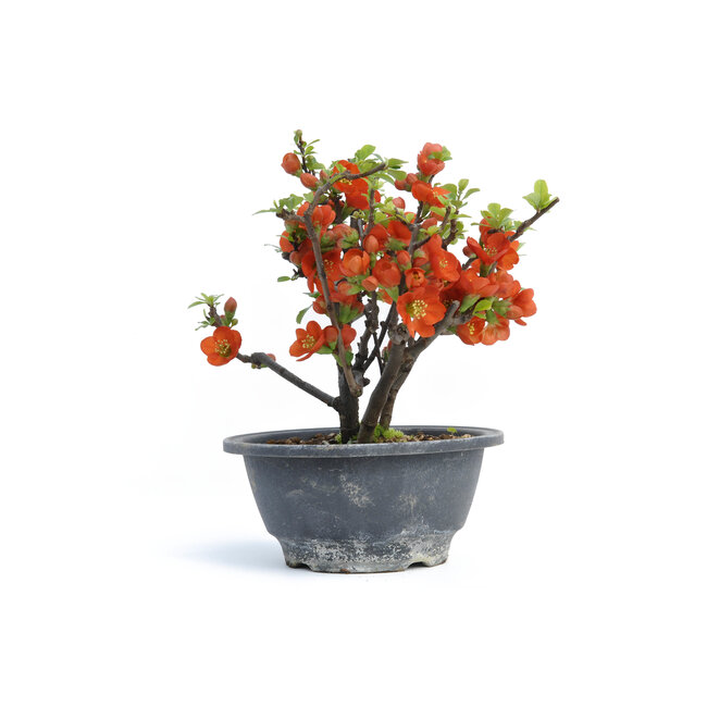 Chaenomeles speciosa, 18 cm, ± 15 jaar oud, met grote rode bloemen en gele vruchten