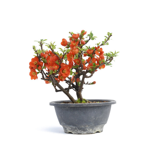 Chaenomeles speciosa, 18 cm, ± 15 years old, with big red flowers and yellow fruits