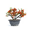 Chaenomeles speciosa, 16 cm, ± 15 jaar oud, met grote rode bloemen en gele vruchten