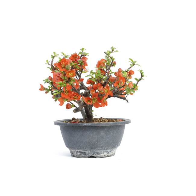 Chaenomeles speciosa, 16 cm, ± 15 jaar oud, met grote rode bloemen en gele vruchten