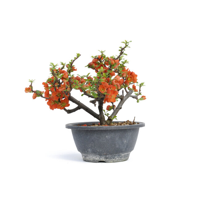 Chaenomeles speciosa, 16 cm, ± 15 ans, à grandes fleurs rouges et fruits jaunes