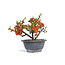 Chaenomeles speciosa, 16 cm, ± 15 jaar oud, met grote rode bloemen en gele vruchten