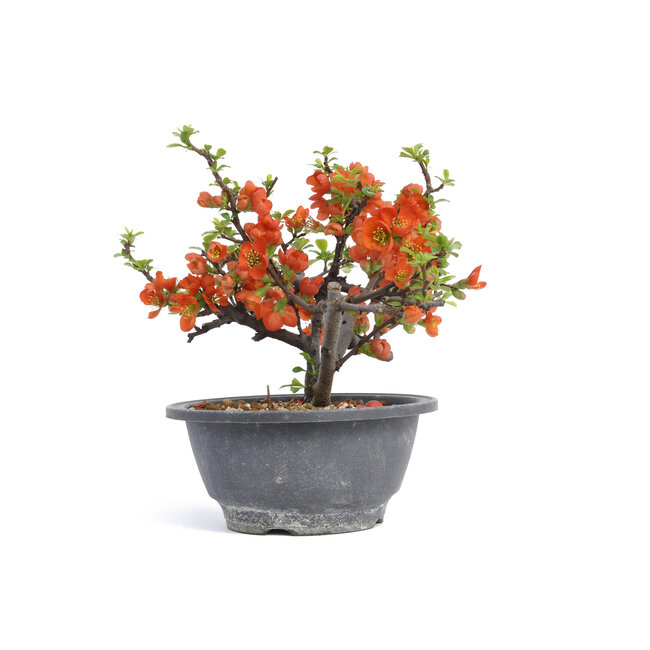 Chaenomeles speciosa, 16 cm, ± 15 years old, with big red flowers and yellow fruits