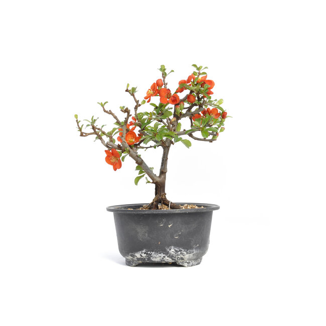 Chaenomeles speciosa, 16 cm, ± 15 anni, con grandi fiori rossi e frutti gialli