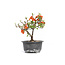 Chaenomeles speciosa, 16 cm, ± 15 anni, con grandi fiori rossi e frutti gialli