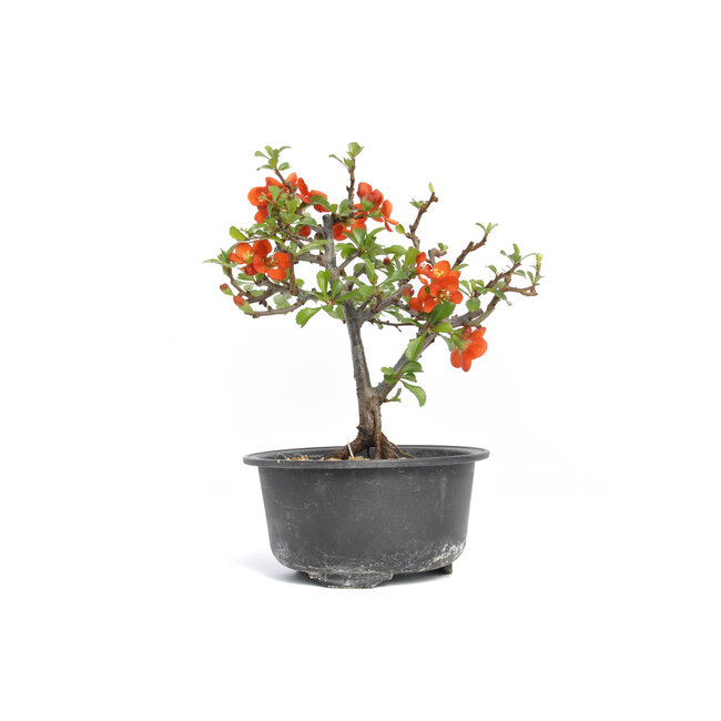 Chaenomeles speciosa, 16 cm, ± 15 jaar oud, met grote rode bloemen en gele vruchten