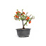 Chaenomeles speciosa, 16 cm, ± 15 anni, con grandi fiori rossi e frutti gialli