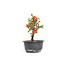 Chaenomeles speciosa, 16 cm, ± 15 anni, con grandi fiori rossi e frutti gialli