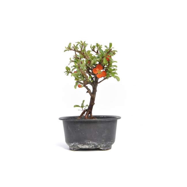 Chaenomeles speciosa, 17 cm, ± 15 years old, with big red flowers and yellow fruits