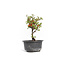 Chaenomeles speciosa, 17 cm, ± 15 anni, con grandi fiori rossi e frutti gialli