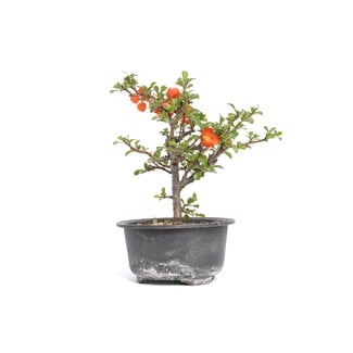 Chaenomeles speciosa, 16,5 cm, ± 15 jaar oud