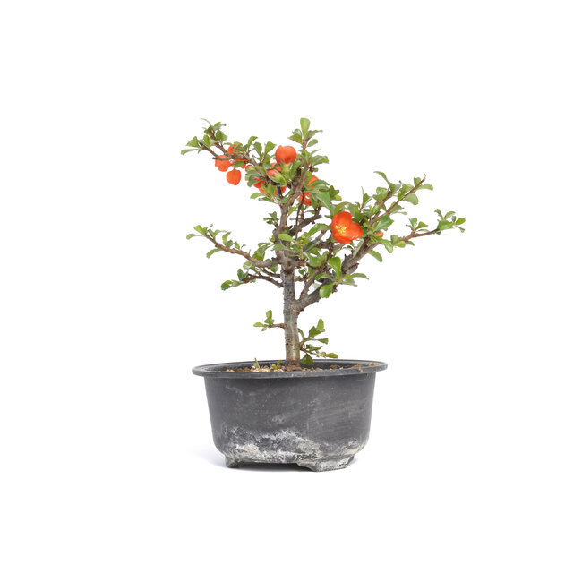 Chaenomeles speciosa, 16,5 cm, ± 15 anni, con grandi fiori rossi e frutti gialli