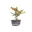 Chaenomeles speciosa, 16,5 cm, ± 15 anni, con grandi fiori rossi e frutti gialli