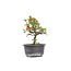 Chaenomeles speciosa, 16,5 cm, ± 15 anni, con grandi fiori rossi e frutti gialli