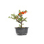 Chaenomeles speciosa, 16,5 cm, ± 15 anni, con grandi fiori rossi e frutti gialli