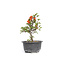 Chaenomeles speciosa, 16,5 cm, ± 15 anni, con grandi fiori rossi e frutti gialli