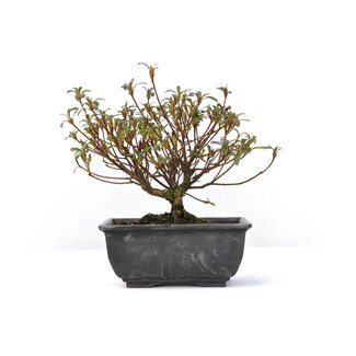Rhododendron indicum, 12 cm, ± 5 años