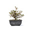 Rhododendron indicum, 11 cm, ± 5 years old