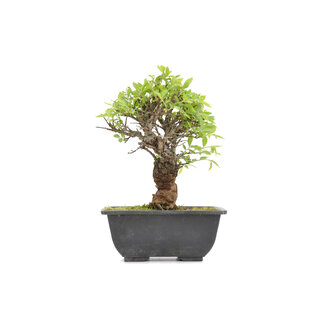 Ulmus parvifolia Nire, 15,5 cm, ± 7 jaar oud