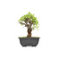 Ulmus parvifolia Nire, 15,5 cm, ± 7 years old