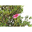 Rhododendron indicum Shinzan, 50 cm, ± 12 jaar oud, met donkerroze bloemen en een nebari van 12 cm