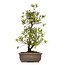 Rhododendron indicum, 52 cm, ± 12 ans