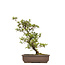 Rhododendron indicum, 52 cm, ± 12 ans