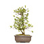 Rhododendron indicum, 52 cm, ± 12 ans