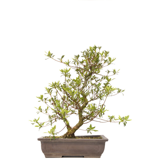 Rhododendron indicum, 43 cm, ± 12 jaar oud