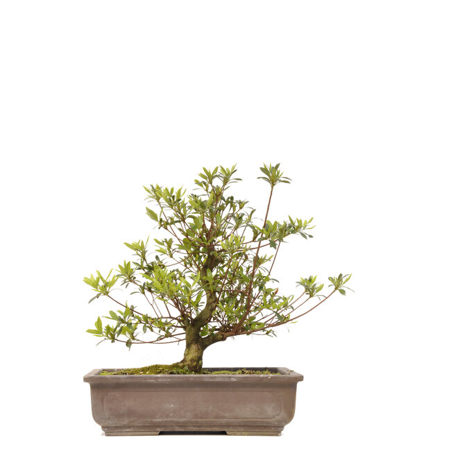 Rhododendron indicum, 34,5 cm, ± 12 jaar oud