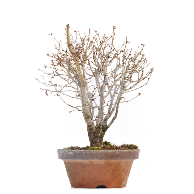 Zelkova serrata, 18 cm, ± 30 jaar oud