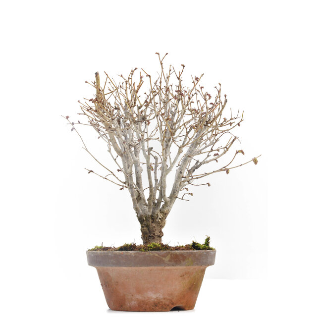 Zelkova serrata, 18 cm, ± 30 años