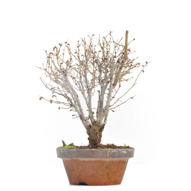 Zelkova serrata, 18 cm, ± 30 jaar oud