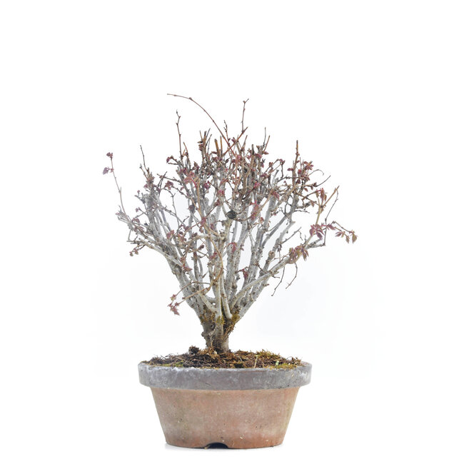 Zelkova serrata, 16 cm, ± 30 años