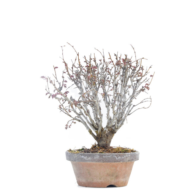 Zelkova serrata, 16 cm, ± 30 ans