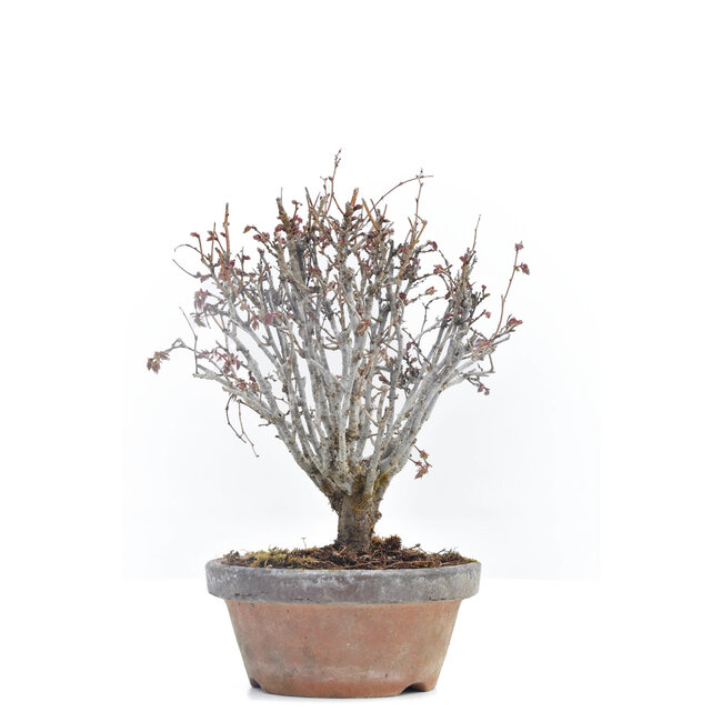 Zelkova serrata, 16 cm, ± 30 ans