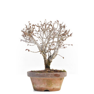 Zelkova serrata, 16 cm, ± 30 jaar oud