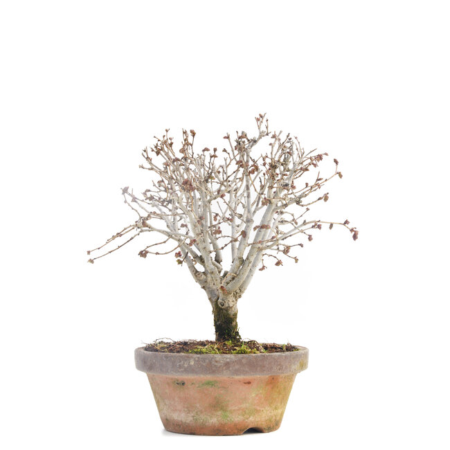 Zelkova serrata, 16 cm, ± 30 años