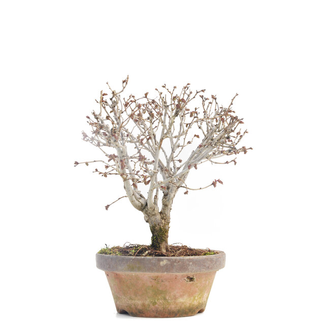 Zelkova serrata, 16 cm, ± 30 ans