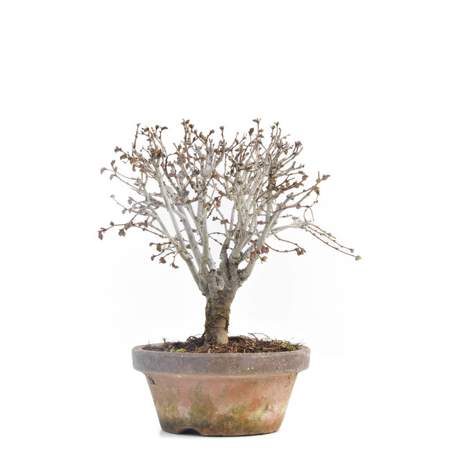 Zelkova serrata, 16 cm, ± 30 ans