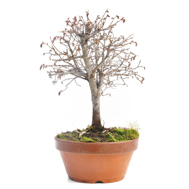 Zelkova serrata, 22 cm, ± 30 anni